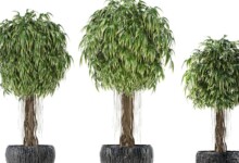 Ficus Alii Care & Growing Guide