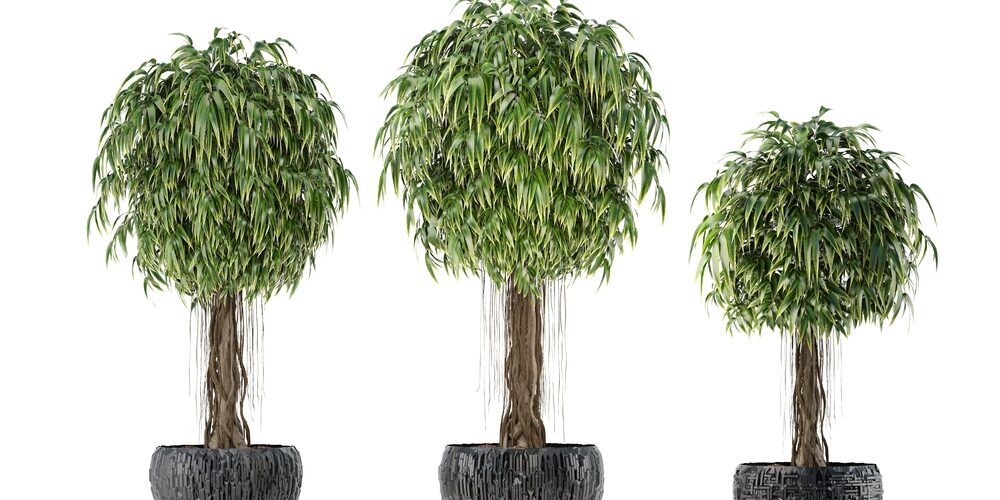 How to care for a ficus alii plant