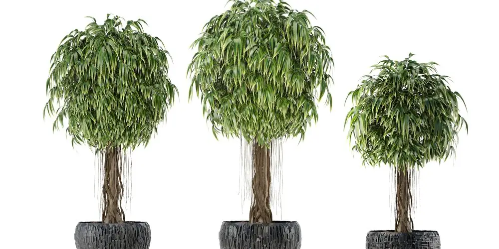 ficus alii 3 trees in a pot