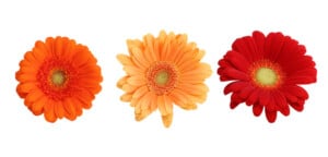 gerbana daisy flowers