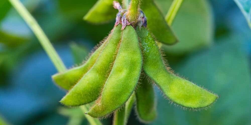 green Edamame