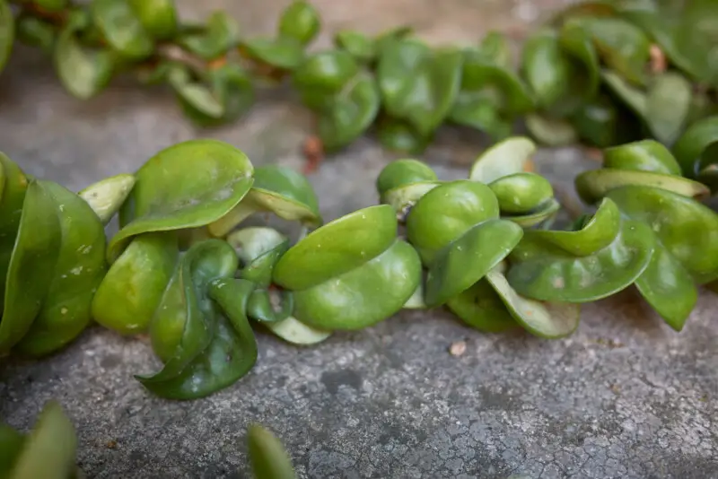 Hindu Rope Plant Care & Growing Guide