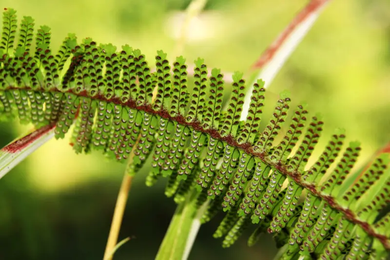Macho Fern (Nephrolepis biserrata) Care & Growing Guide