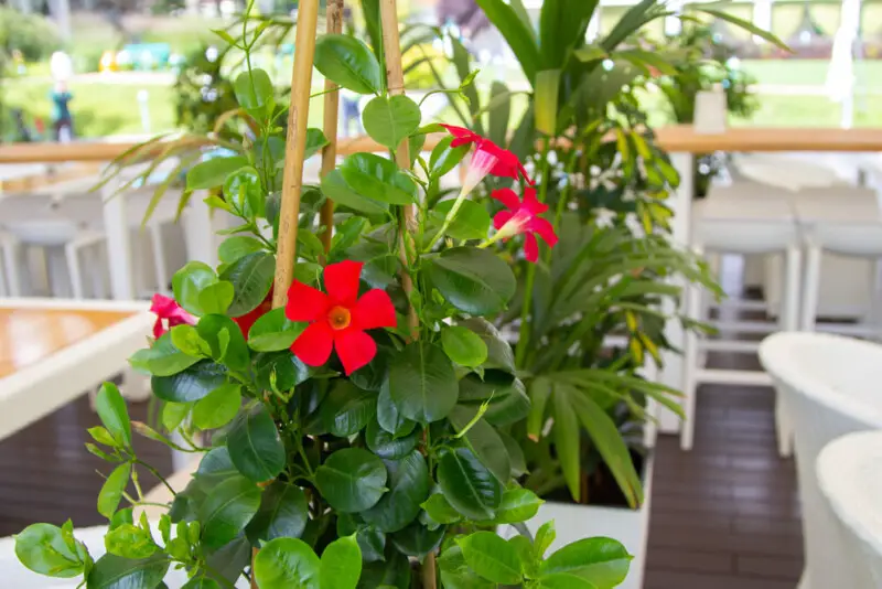 Mandevilla Plant Care & Growing Guide