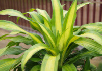 Corn Plant (Mass Cane) Care & Growing Guide