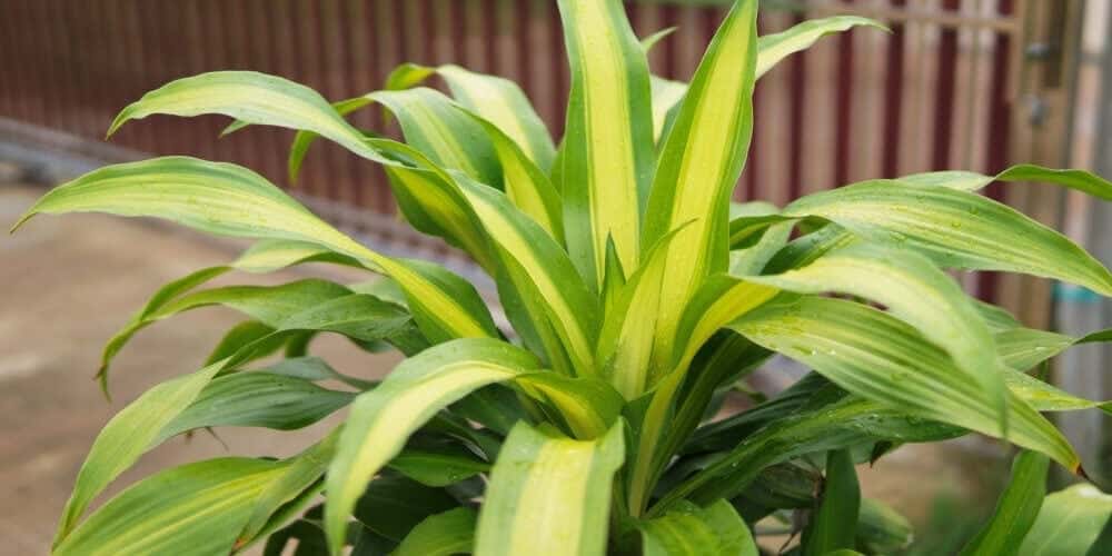 mass cane