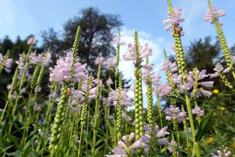 obedient plant