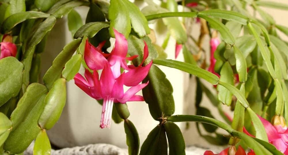 pink Epiphyllum flower