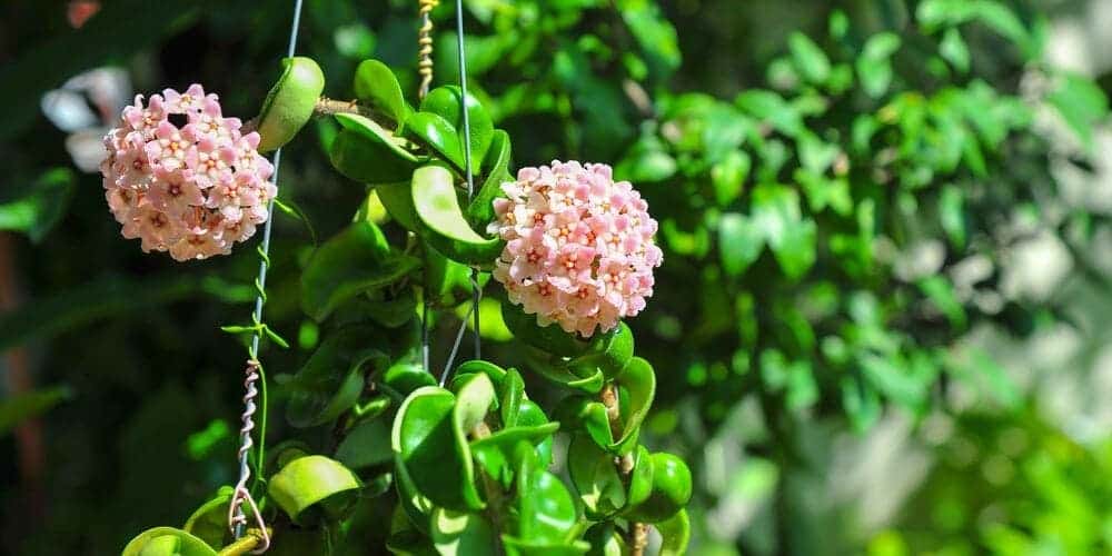 pink Hoya Plant
