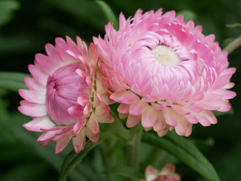 Strawflower Care & Growing Guide