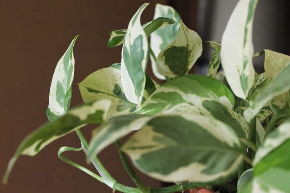 pothos plant