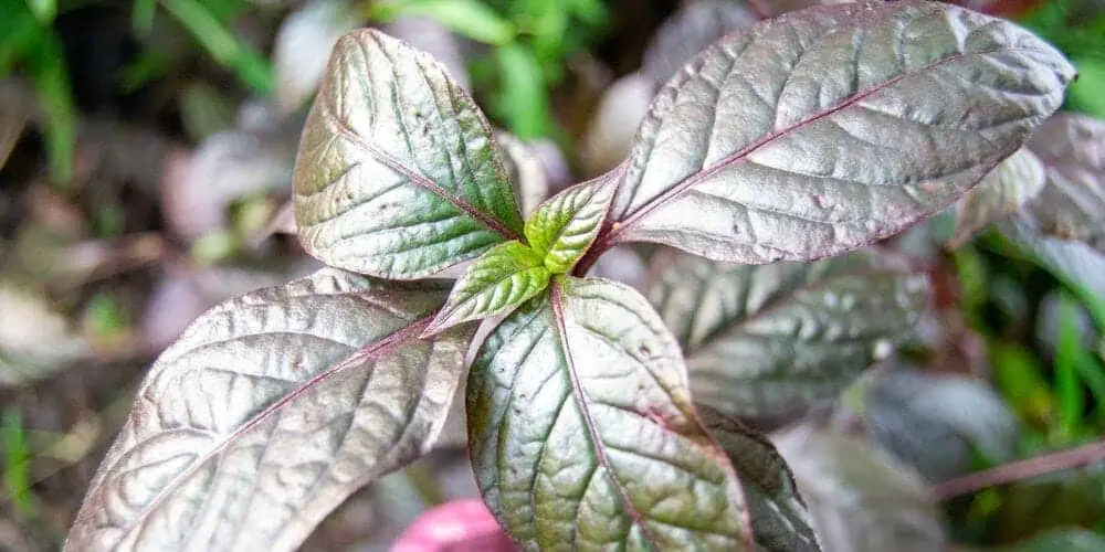 purple waffle plant