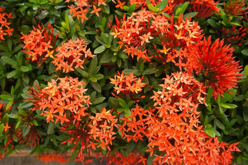 Dwarf Ixora Plant Care & Growing Guide Hobby Plants