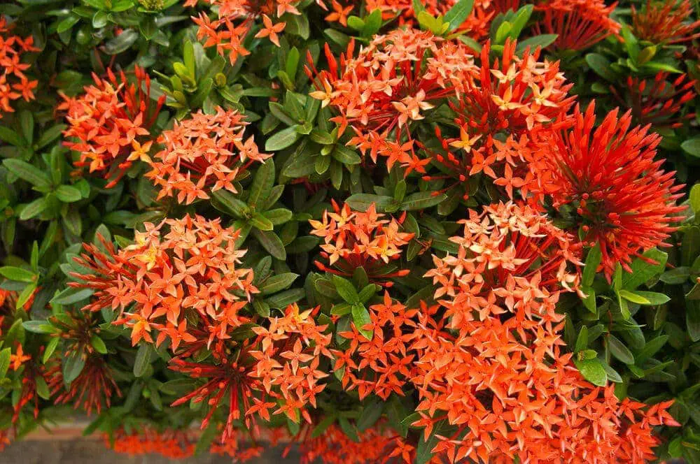 red Dwarf Ixora e1587971623900 red Dwarf Ixora