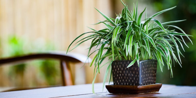 The spider plant is named this because of its long dangly leaves that look like spider legs.