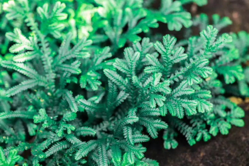 Spike Moss (Selaginella) Care & Growing Guide