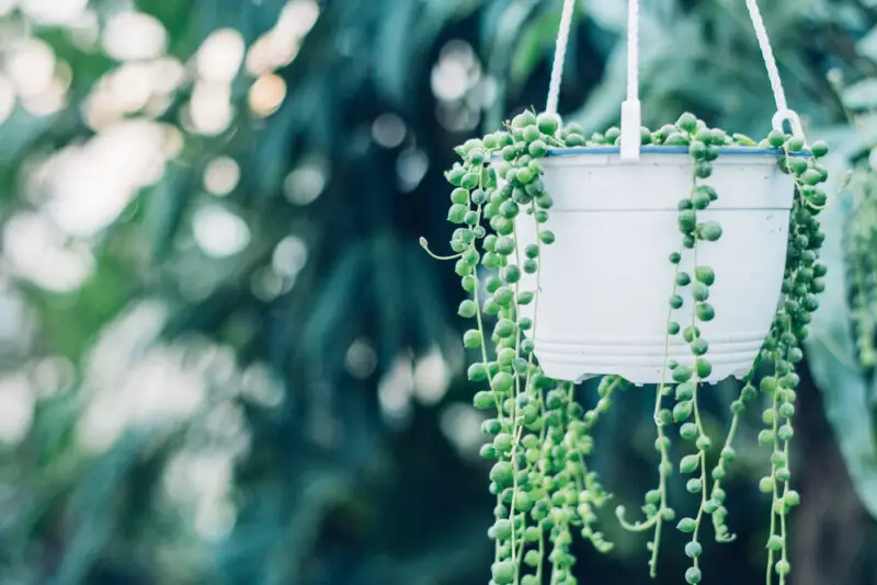 String of Pearls Care & Growing Guide