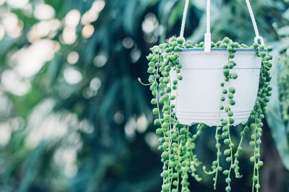 string of pearls plant