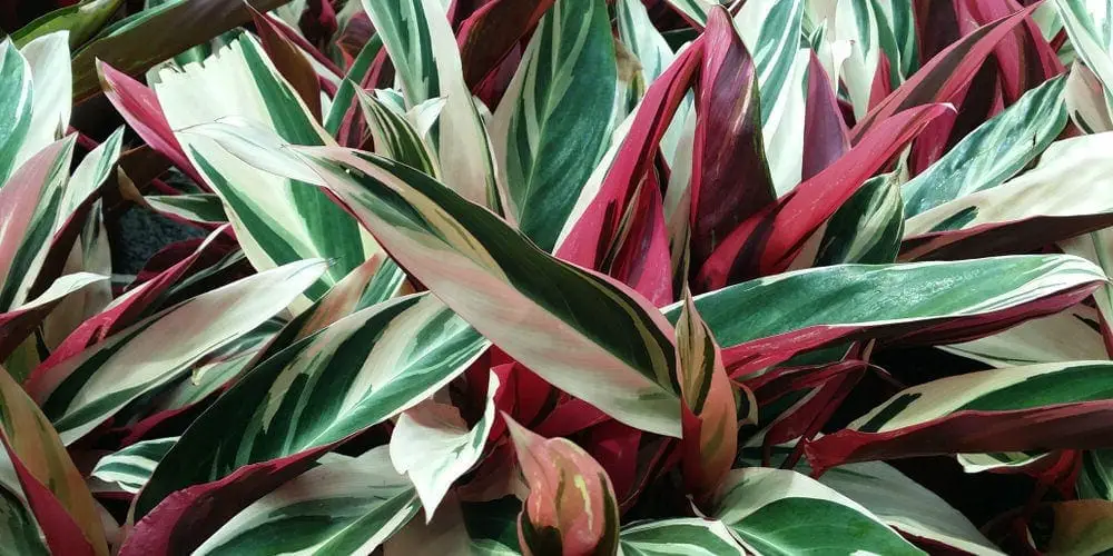 stromanthe triostar plant