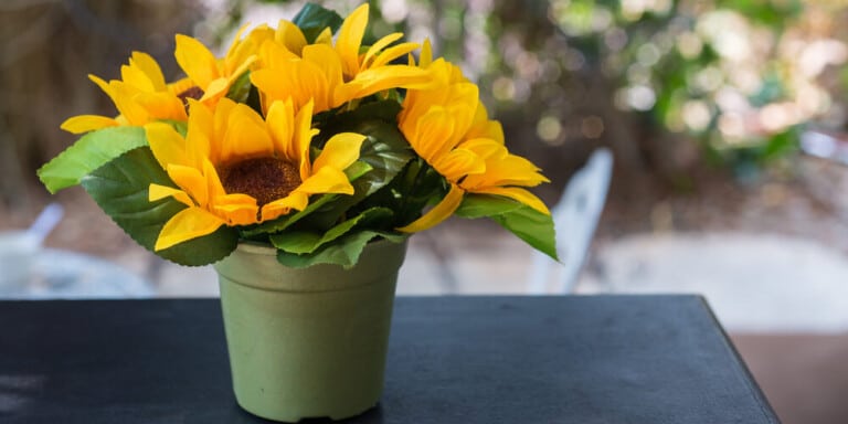 sunflowers in a green pot