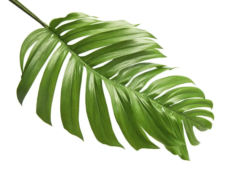 Swiss Cheese Plant (Monstera Deliciosa) Care & Growing Guide