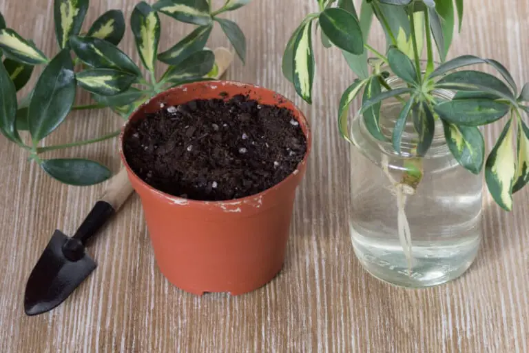 Umbrella Plants Care & Growing Guide