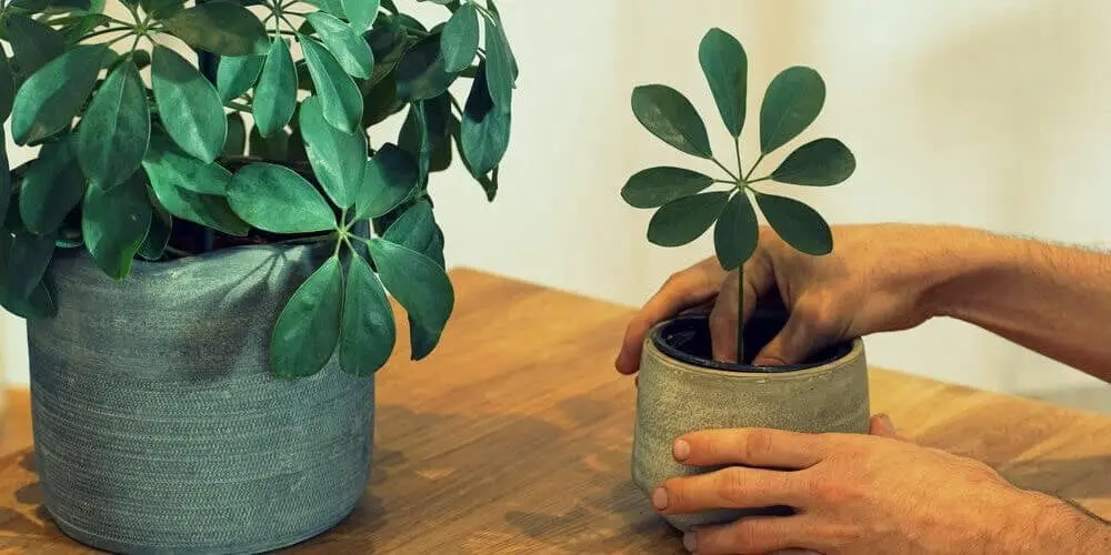 umbrella plant small one