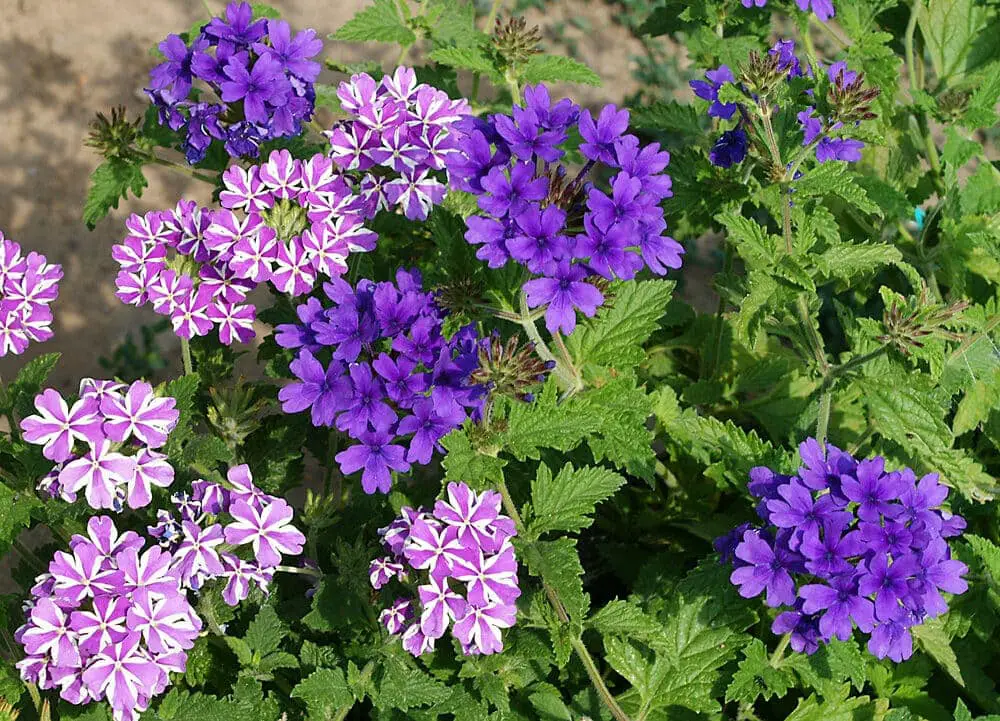 verbena flowers