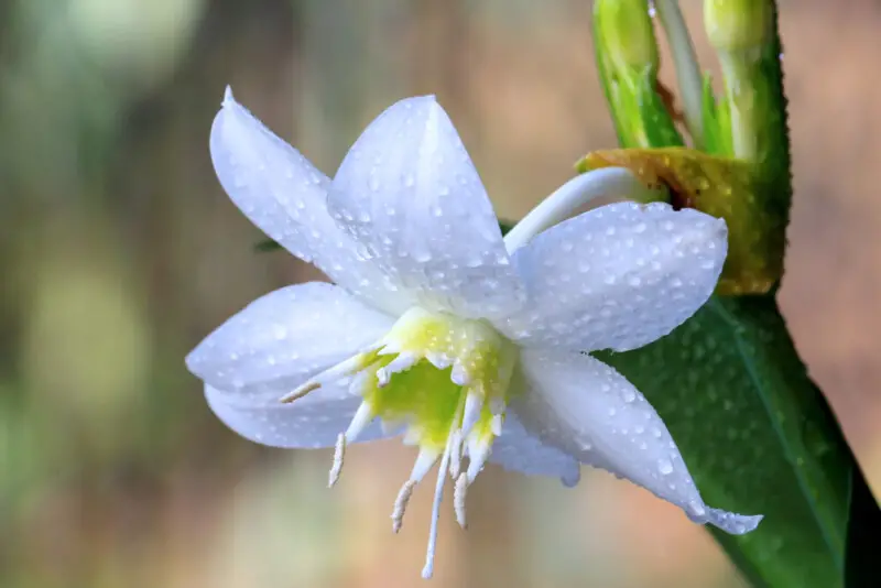 Amazon Lily Care & Growing guide