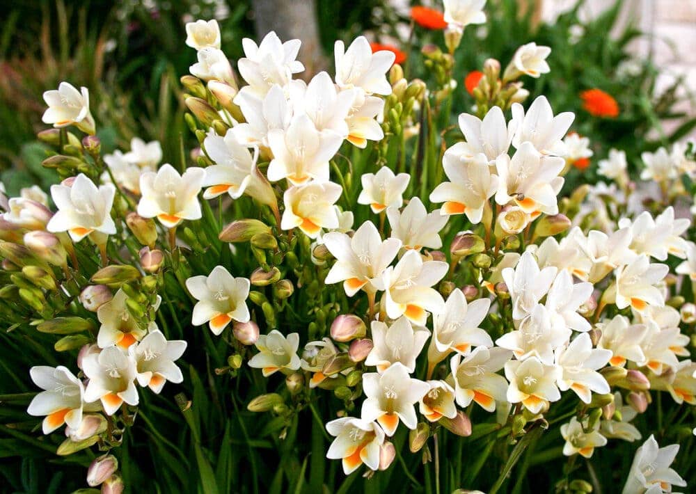 white freesia flowers