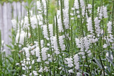 Obedient Plant Care & Growing Guide