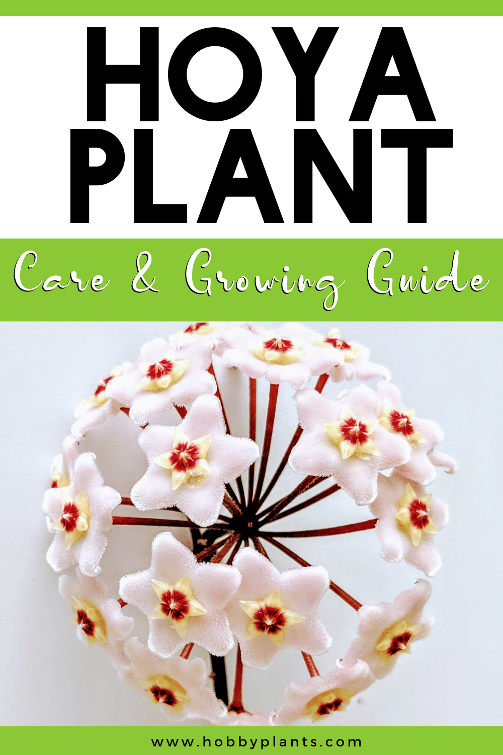 Hoya Plant Care Growing Guide