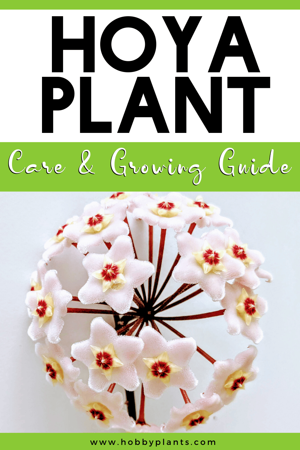 Hoya Plant Care Growing Guide Hoya Plant Care Growing Guide