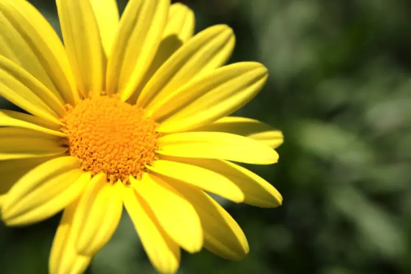 African Bush Daisy Plant Care & Growing Guide Hobby Plants