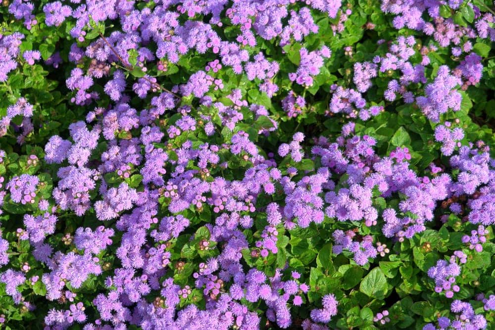 Ageratum Plant Care Growing Guide