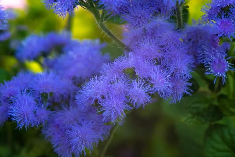 Ageratum Plant