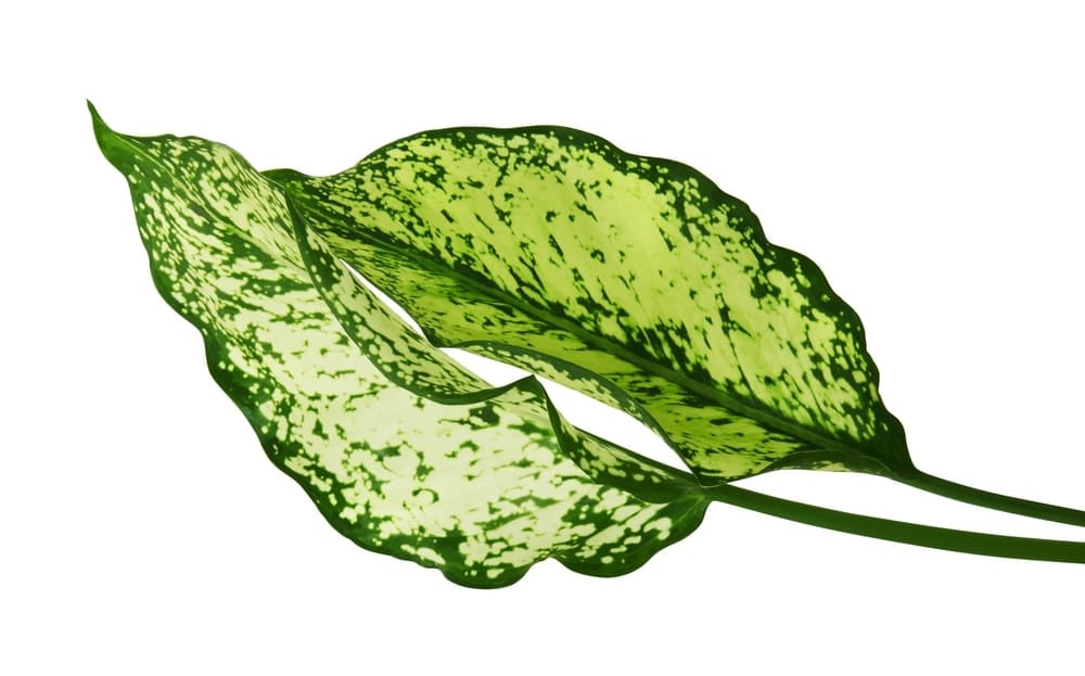 Aglaonema leaves