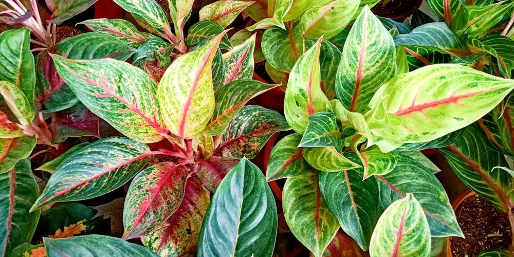 Aglaonema