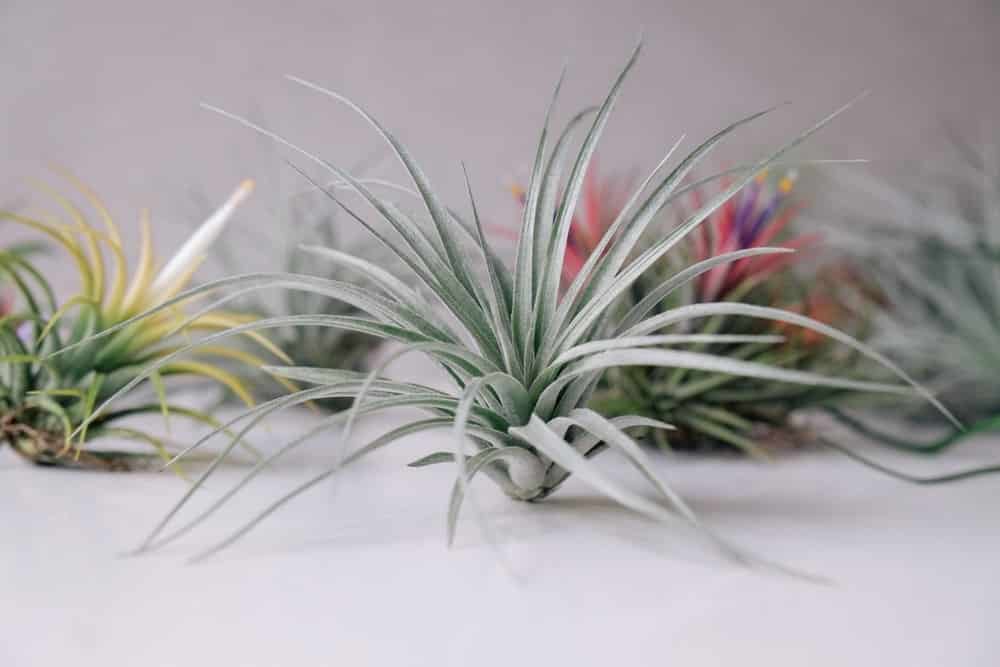 Air Plant 1 Air Plant 1
