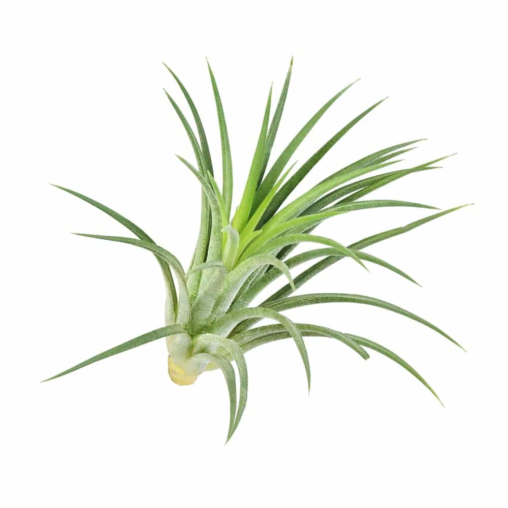 Air Plant Air Plant