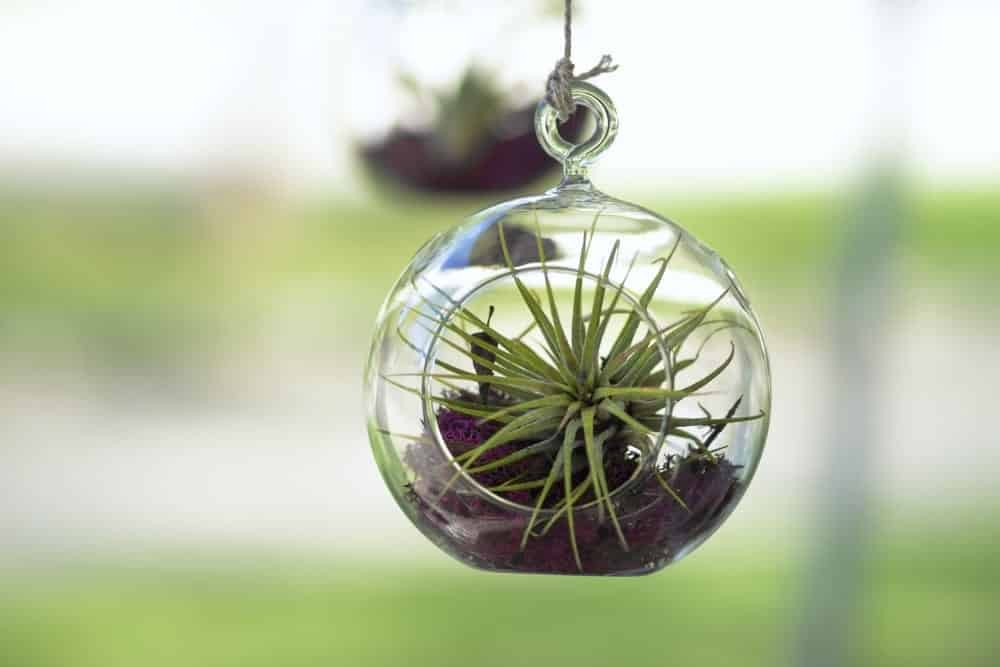Air plant 2 Air plant 2