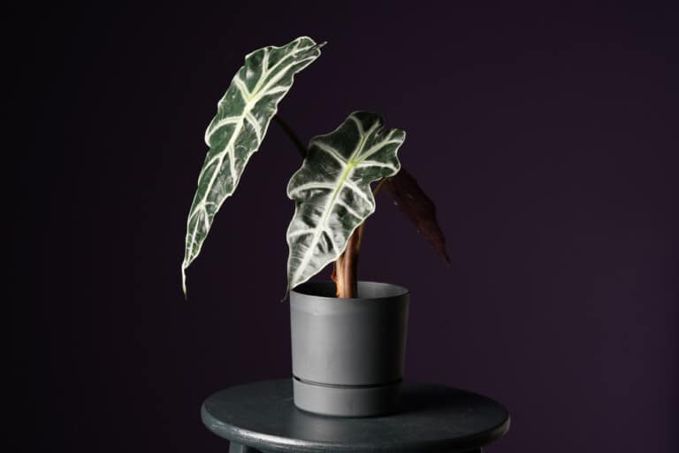10 Best High Humidity Plants for Your Bathroom Hobby Plants
