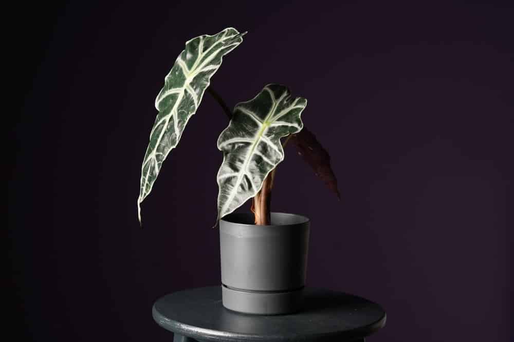 Alocasia Alocasia