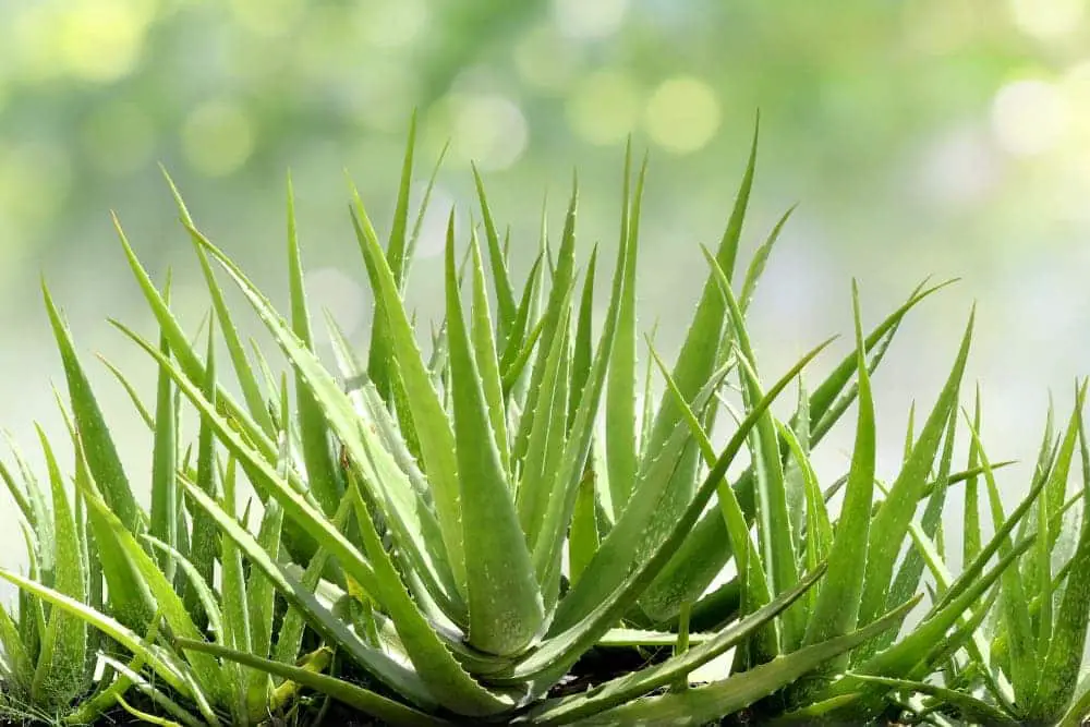 Aloe Vera 1 Aloe Vera 1