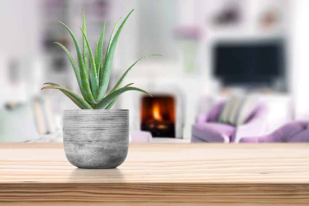 Aloe Vera 2 Aloe Vera 2