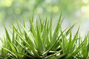 Aloe Vera: Plant Care and Growing Guide