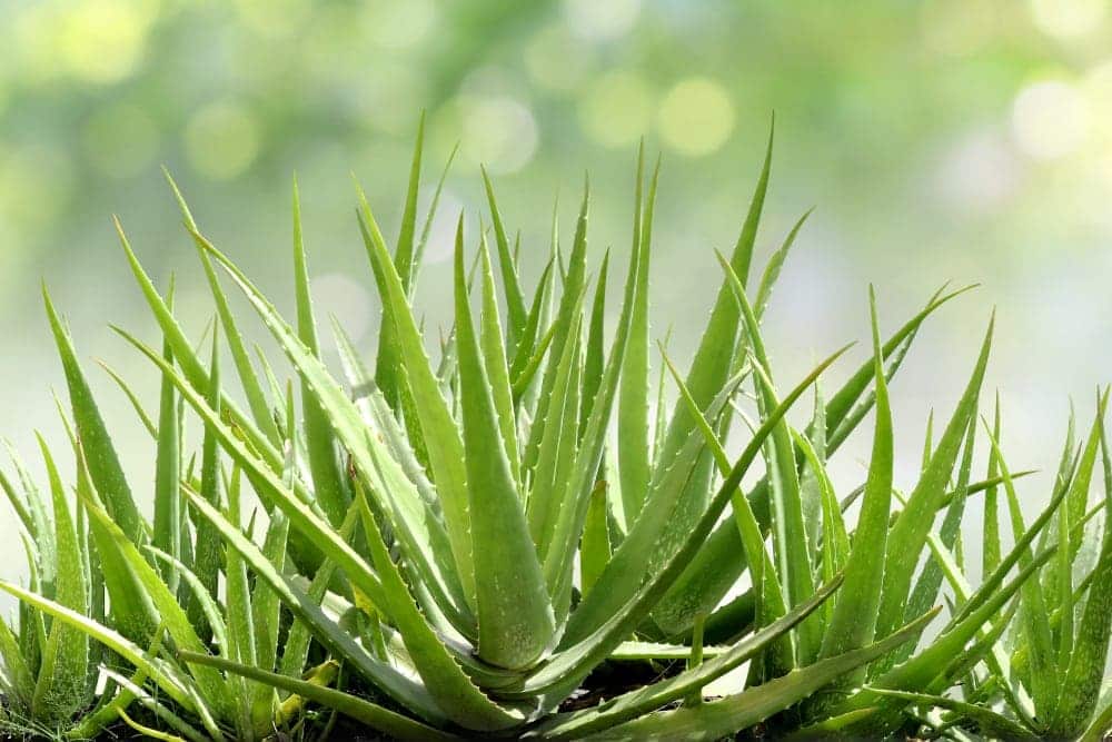 Aloe Vera Plant Care Growing Guide