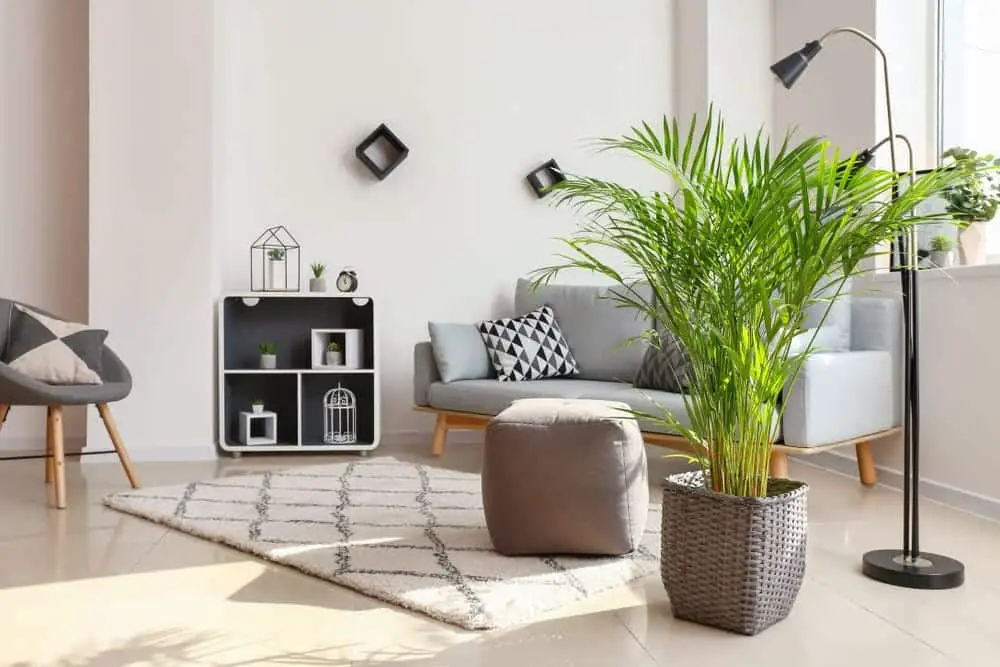 Areca Palm Areca Palm