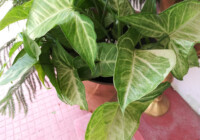 Yellow Arrowhead Plant Leaves -Reasons & Treatment