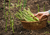 Asparagus - Planting, Growing & Harvesting Guide